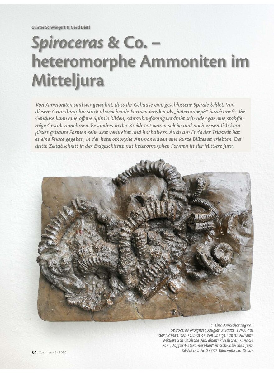 Auf diesem Bild sehen Sie das Produktbild 1 f�r SPIROCERAS & CO. - HETERO- MORPHE AMMONITEN IM MITTELJURA