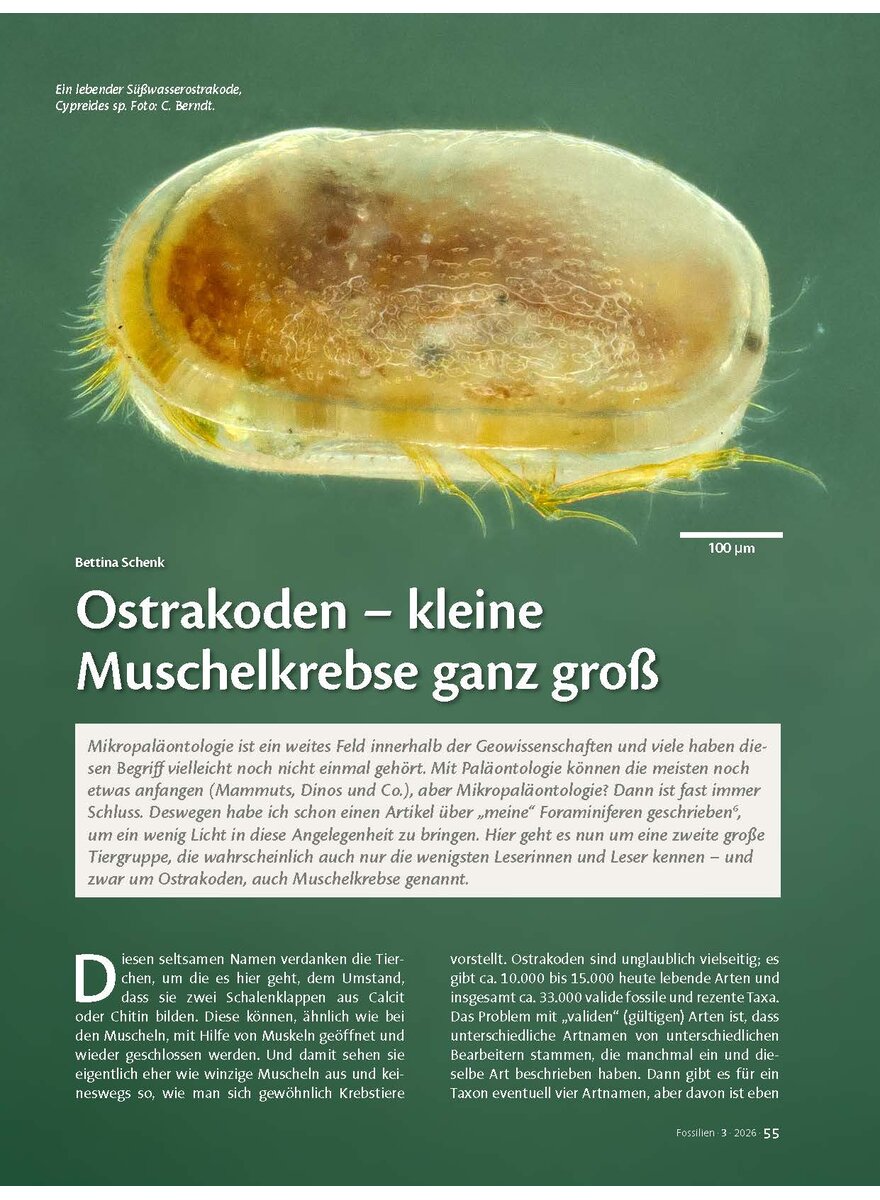 Auf diesem Bild sehen Sie das Produktbild 1 f�r OSTRAKODEN - KLEINE MUSCHEL- KREBSE GANZ GROSS