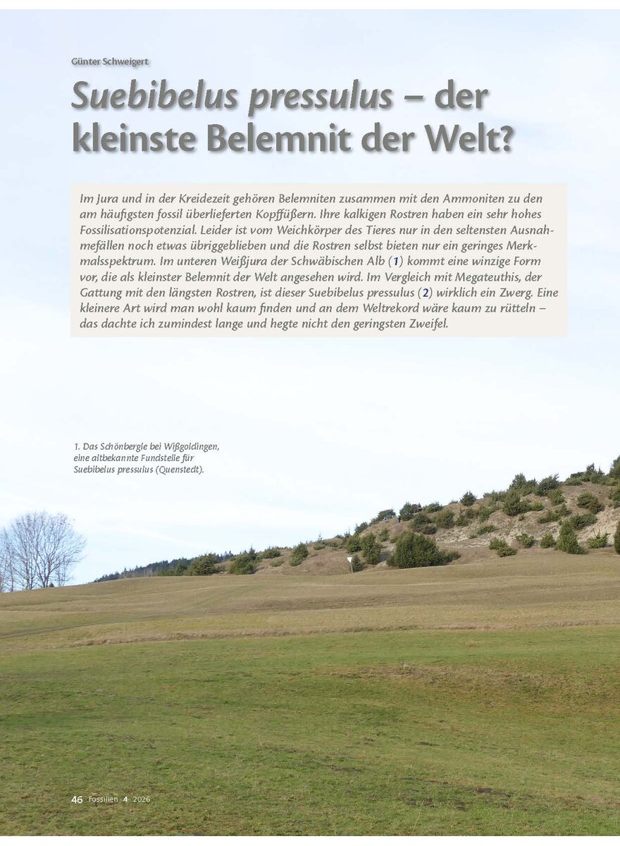 Auf diesem Bild sehen Sie das Produktbild 1 f�r SUEBIBELUS - DER KLEINSTE BELEMNIT DER WELT?
