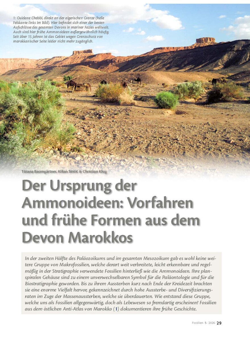Auf diesem Bild sehen Sie das Produktbild 1 f�r DER URSPRUNG DER AMMONOIDEEN: VORFAHREN UND FR�HE FORMEN A. DEM DEVON MAROKKOS