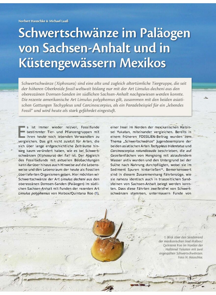Auf diesem Bild sehen Sie das Produktbild 1 f�r SCHWERTSCHW�NZE IM PAL�- OGEN VON SACHSEN-ANHALT UND IN K�STENGEW�SSERN MEXIKOS