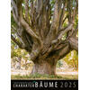 WANDKALENDER CHARAKTER-BUME 2025