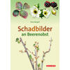 MAGRAF, SCHADBILDER AN BEERENOBST BESTIMMUNGSKARTE