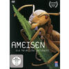 DVD-VIDEO: AMEISEN - DIE HEIMLICHE WELTMACHT