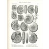 MONOGRAPHIE PALAEONTOLOGIE DE LA ZONE  AMMONITES 1877