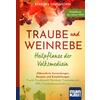 TRAUBE UND WEINREBE - BARBARA SIMONSOHN