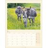 KALENDER ESEL 2025 - Bild 2