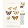 THORBECKES SCHMETTERLINGE- KALENDER 2025 - Bild 2