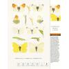 THORBECKES SCHMETTERLINGE- KALENDER 2025 - Bild 3
