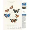 THORBECKES SCHMETTERLINGE- KALENDER 2025 - Bild 4