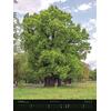KALENDER CHARAKTER-BUME 2025 - DEUTSCHE DENDROLOG. GESELLS. Bild 2
