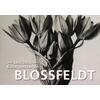 KUNSTPOSTKARTEN BLOSSFELDT -