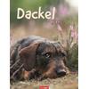 Auf diesem Bild sehen Sie das Produktbild 1 fr KALENDER DACKEL 2026 -