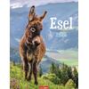 Auf diesem Bild sehen Sie das Produktbild 1 fr KALENDER ESEL 2026 - HUBERT/KLEIN