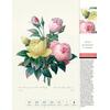Auf diesem Bild sehen Sie das Produktbild 3 fr THORBECKES ROSEN-KALENDER 2026 - WOCHENKALENDER