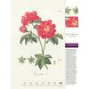 Auf diesem Bild sehen Sie das Produktbild 4 fr THORBECKES ROSEN-KALENDER 2026 - WOCHENKALENDER