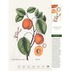 Auf diesem Bild sehen Sie das Produktbild 2 f�r THORBECKES HEIMISCHES OBST KALENDER 2027 -