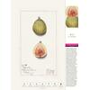 Auf diesem Bild sehen Sie das Produktbild 3 f�r THORBECKES HEIMISCHES OBST KALENDER 2027 -