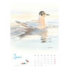 Auf diesem Bild sehen Sie das Produktbild 3 f�r KALENDER VOGELIMPRESSIONEN 2027 - CHRISTOPHER SCHMIDT