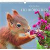 Auf diesem Bild sehen Sie das Produktbild 1 f�r KALENDER GELIEBTE EICHH�RNCHEN 2027 -