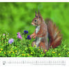 Auf diesem Bild sehen Sie das Produktbild 2 f�r KALENDER GELIEBTE EICHH�RNCHEN 2027 -