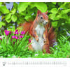 Auf diesem Bild sehen Sie das Produktbild 3 f�r KALENDER GELIEBTE EICHH�RNCHEN 2027 -