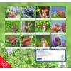 Auf diesem Bild sehen Sie das Produktbild 4 f�r KALENDER GELIEBTE EICHH�RNCHEN 2027 -
