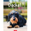 Auf diesem Bild sehen Sie das Produktbild 1 f�r KALENDER DACKEL 2027 -