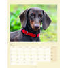 Auf diesem Bild sehen Sie das Produktbild 4 f�r KALENDER DACKEL 2027 -