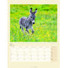Auf diesem Bild sehen Sie das Produktbild 3 f�r KALENDER ESEL 2027 -