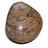 FOSSILE MUSCHEL