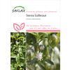 STEVIA SSSKRAUT SAMEN