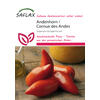 ANDENHORN-TOMATEN-SAMEN