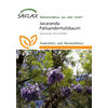 JACARANDA-SAMEN