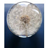 Auf diesem Bild sehen Sie das Produktbild 1 fr ECHTE BLUME IN ACRYLGLASKUGEL PUSTEBLUME  65 MM