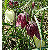 Auf diesem Bild sehen Sie das Produktbild 2 fr SCHACHBRETTBLUME-ZWIEBEL