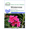 WSTENROSE SAMEN