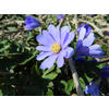 ANEMONE BLUE SHADES ZWIEBEL