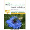 SAATGUT JUNGFER IM GRNEN
