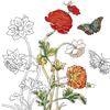 Auf diesem Bild sehen Sie das Produktbild 2 fr AUSMALSET MARIA SIBYLLA MERIAN