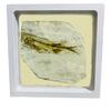 FOSSILER, VERSTEINERTER FISCH IM SCHWEBERAHMEN
