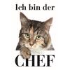 BLECHSCHILD ICH BIN DER CHEF (KATZE) 20 x30 CM