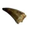 SAURIERZAHN MOSASAURUS
