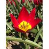 Auf diesem Bild sehen Sie das Produktbild 1 f�r ZWIEBELN WILDTULPE RED BEAUTY