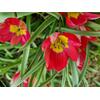 Auf diesem Bild sehen Sie das Produktbild 2 f�r ZWIEBELN WILDTULPE RED BEAUTY