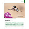 ELEGANZ, SCHNHEIT UND EXTREME KOLIBRIS