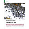 MILLIONENVOGEL DES NORDENS: KRABBENTAUCHER