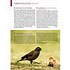 ORNITHOLOGIE AKTUELL AUGUST