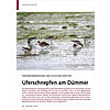 WIEDERVERNSSUNG EIN SCHLSSEL FAKTOR: UFERSCHNEPFEN AM DMMER