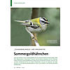 ZUSAMMENKLINGELN UND HNGE NESTER: SOMMERGOLDHHNCHEN